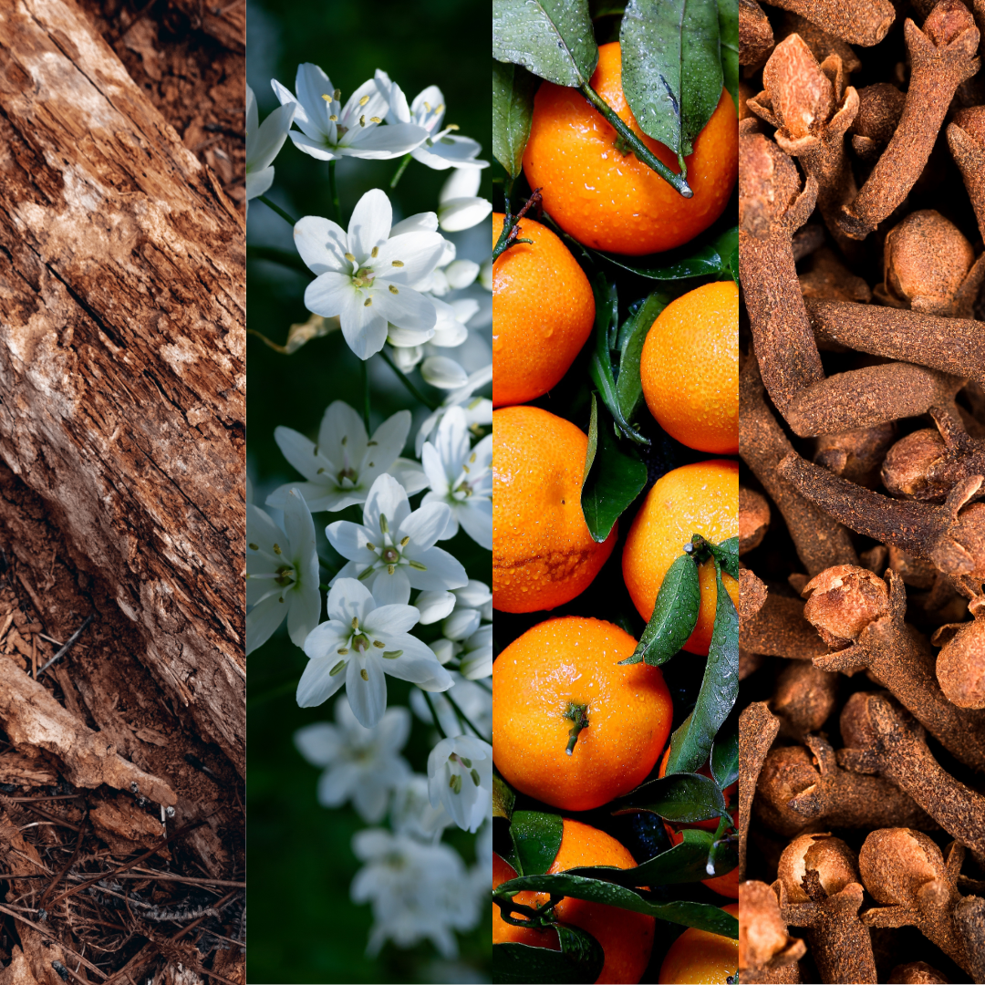 Fragrance design showing the four main perfume families: Floral, Oriental, Woody, and Fresh
