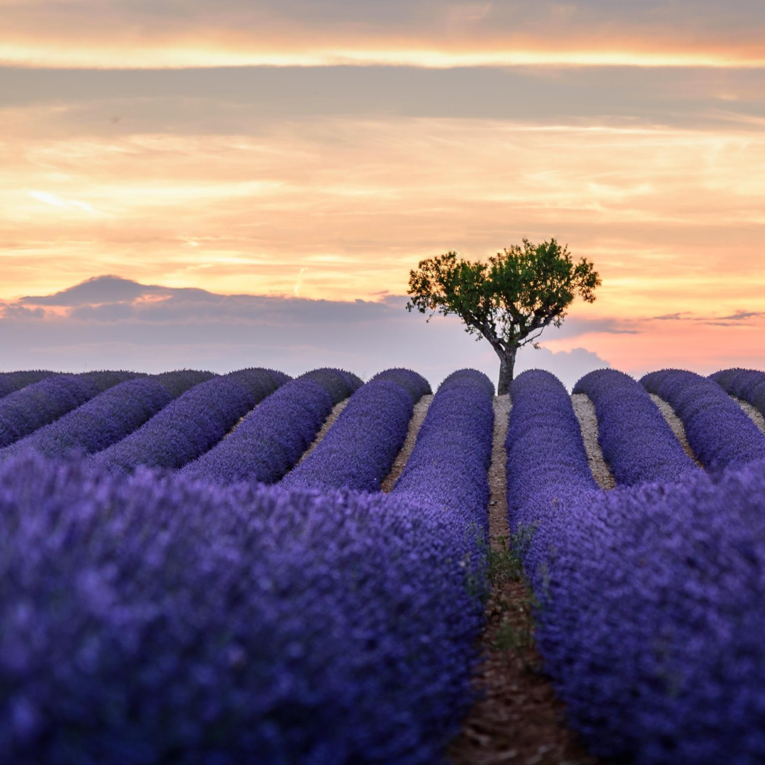 Lavender field in Grasse